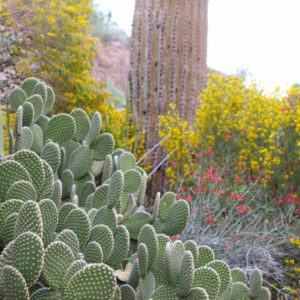 The Phoenician Scenic Setting